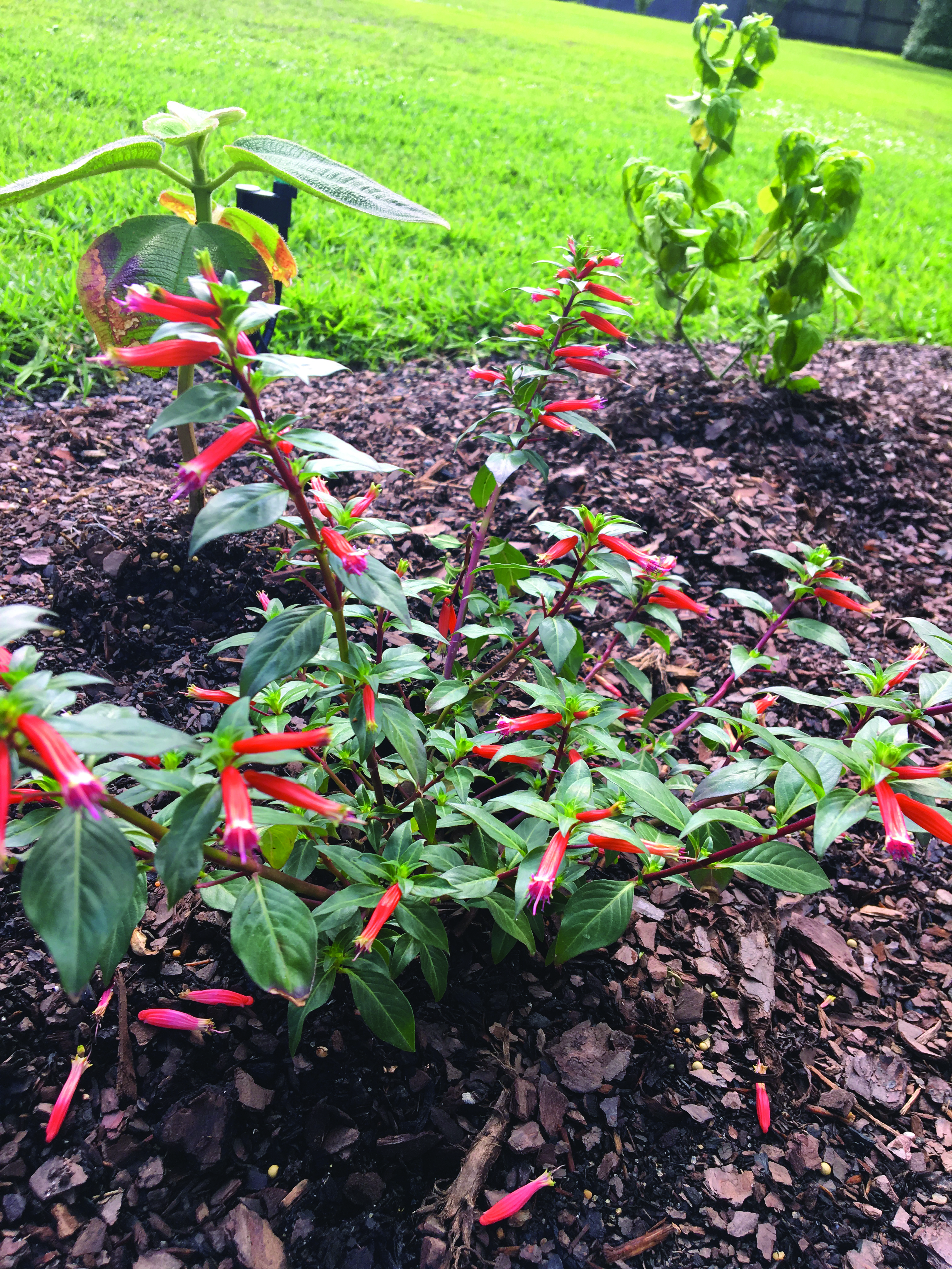 Vermillionare Firecracker PlantJPG